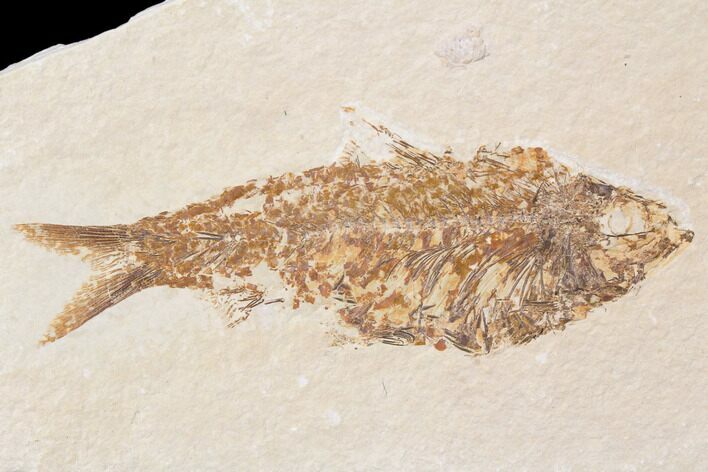 Bargain, Fossil Fish (Knightia) - Wyoming #89137